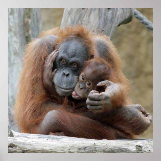 Poster Orang Utan 001 (Devant)