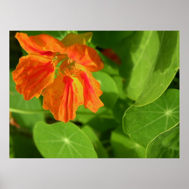 Poster orange (Devant)