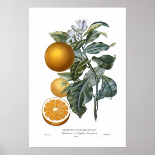 Poster Orange