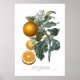Poster Orange (Devant)