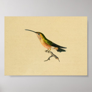 Poster Orange 1830 de vert d'impression de colibri de cru
