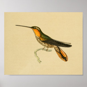 Poster Orange 1830 d'impression de colibri de cru