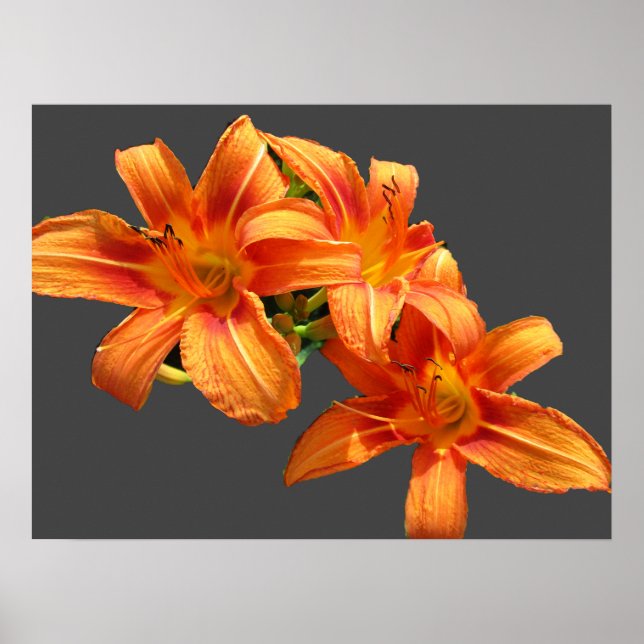POSTER ORANGE ASIATIQUE LILY (Devant)