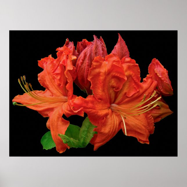 Poster Orange Azalea Blossoms (Devant)