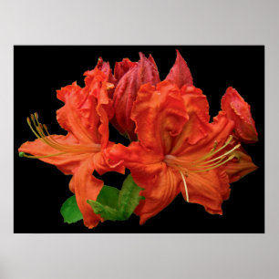 Poster Orange Azalea en fleurs