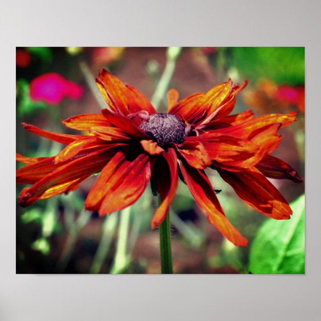 Poster Orange Black Eyed Susan Flower gros (Devant)