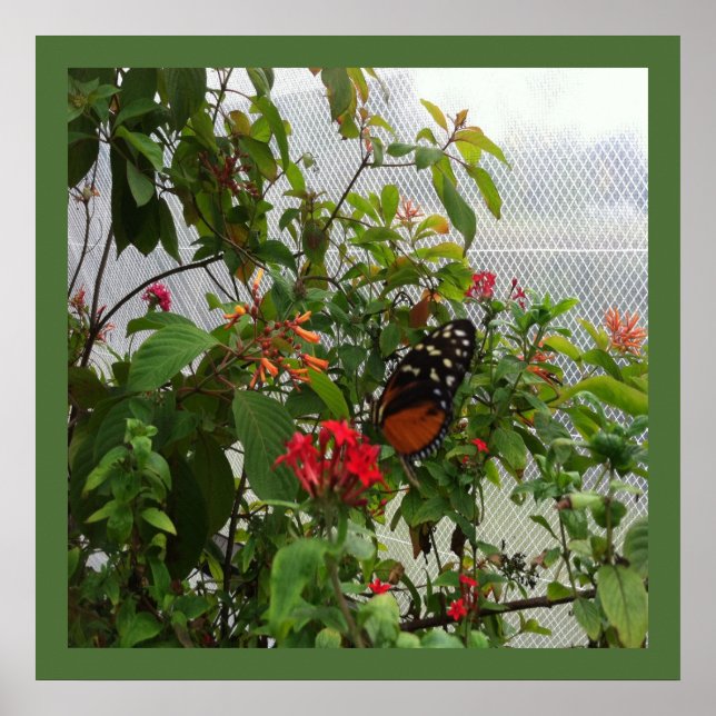 POSTER ORANGE BUTTERFLY (Devant)