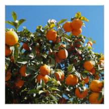 orange, citrus, fruit, frais, tranche, nourriture,