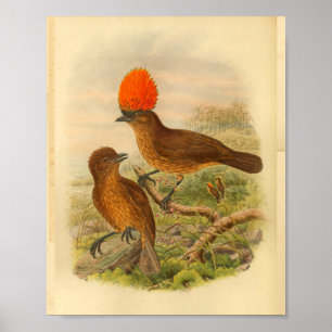 Poster Orange Crested Bower Bird Brown Imprimer Vintage