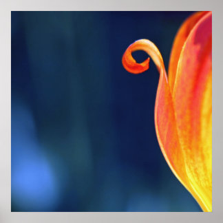 Poster Orange Curly Tulip Petal Curl Macro Abstrait