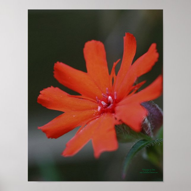 Poster Orange Daisy Flower Close (Devant)