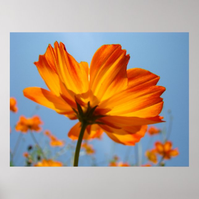 Poster Orange Daisy Flowers Floral Art Prints Daisies (Devant)
