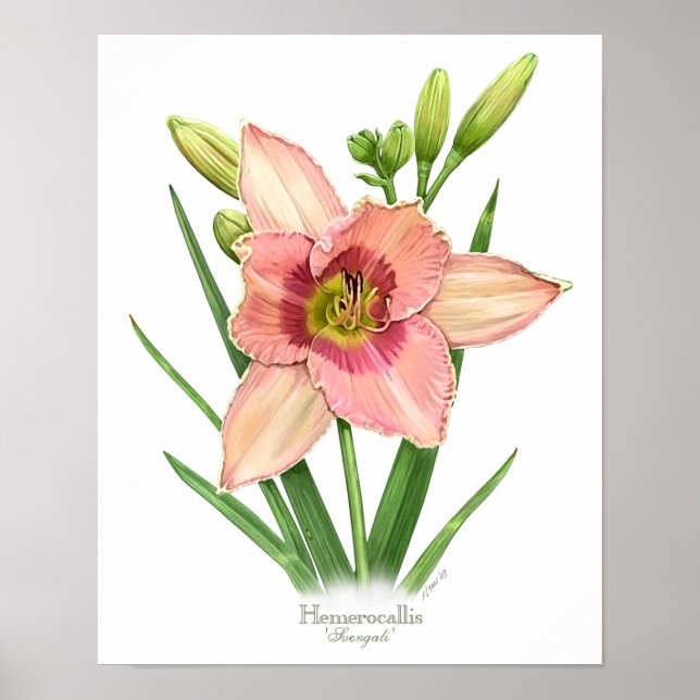 Poster Orange Daylily Original Art Print (Devant)