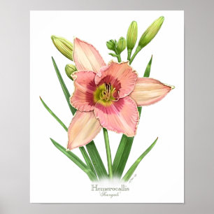 Poster Orange Dayliment Original Art Print