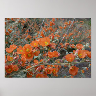 Poster Orange Désert Globemallow Fleurs En Fleur En Fleur