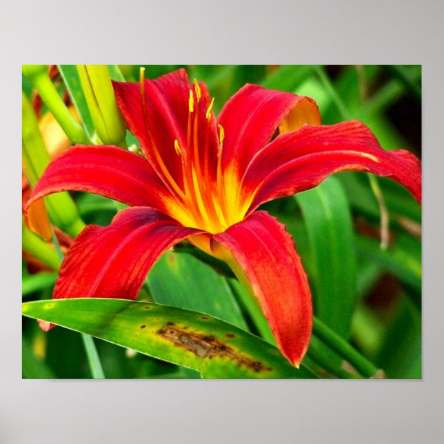 Poster Orange Fluisante Fleur diurne (Devant)