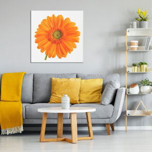 Poster Orange Gerbera Daisy fleur sur photo blanche