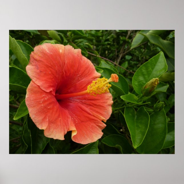 Poster Orange Hibiscus Fleur Tropical Floral (Devant)