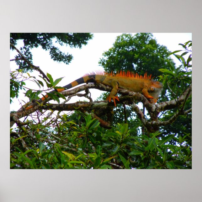 Poster Orange Iguana (Devant)