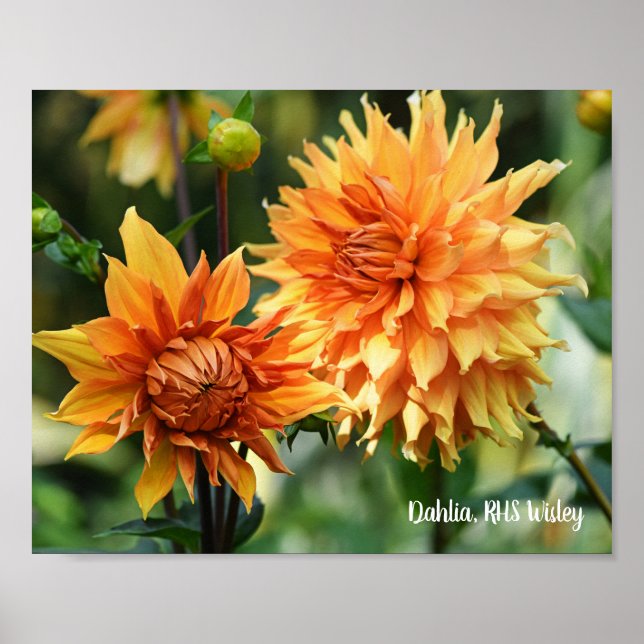 Poster Orange & Jaune Dahlia Fleurs de Jardin RHS Wisley (Devant)