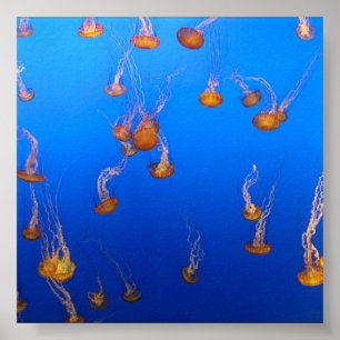 Poster Orange Jellyfish