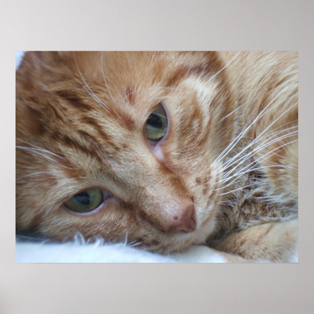 Poster Orange Kitty (Devant)