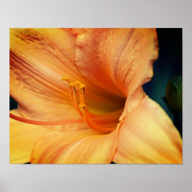 Poster Orange Lily Flower Fermer (Devant)