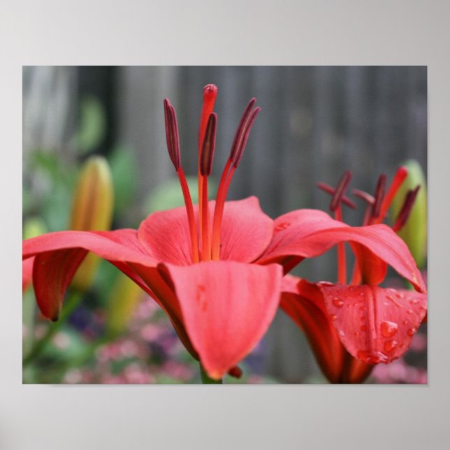 Poster Orange Lily Flower Fermer (Devant)
