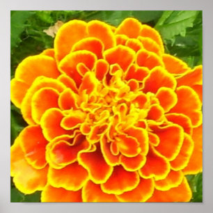 Poster Orange Marigold Imprimer