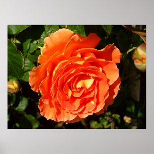 Poster Orange Rose I Plutôt Floral