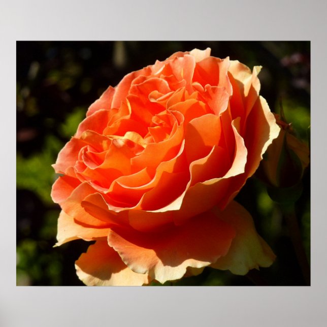 Poster Orange Rose II Belle florale (Devant)