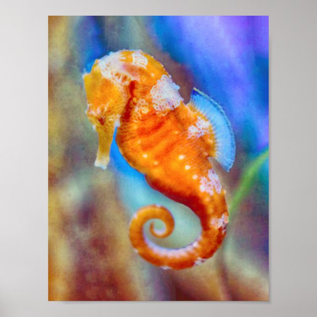 Poster Orange Seahorse délice (Devant)
