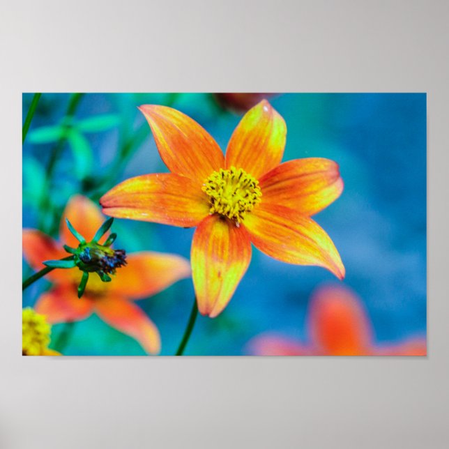 Poster Orange Star Flower (Devant)