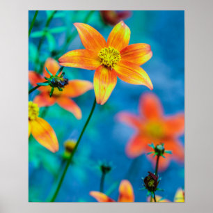 Poster Orange Star Flower