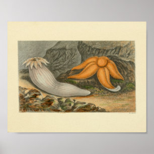 Poster Orange Starfish Marine Life Art Print