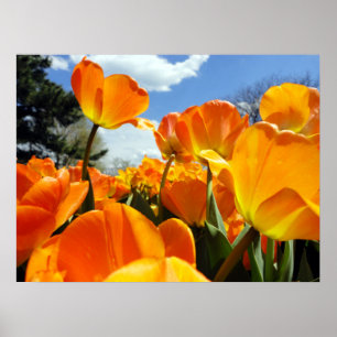 Poster Orange Tulip Reaching for the Sky