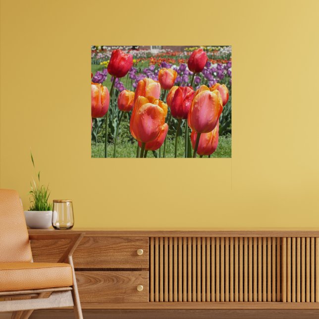Poster Orange Tulips, Elizabeth Park Gardens Hartford CT (Salon 2)