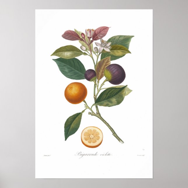 Poster Orange, Violette de Bigarrade (Devant)