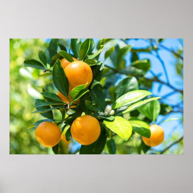 Poster Oranger fruitier (Devant)