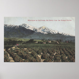 Poster Orangeraies avec vieux Baldy Mt dans la distance