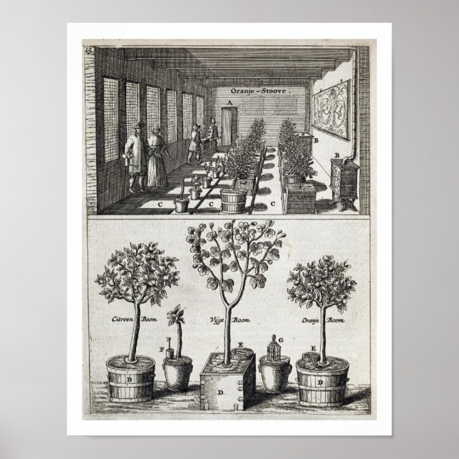 Poster Orangerie, de 'De Nederlandze Hesperides' par Jan (Devant)