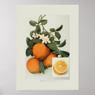 Poster Oranges