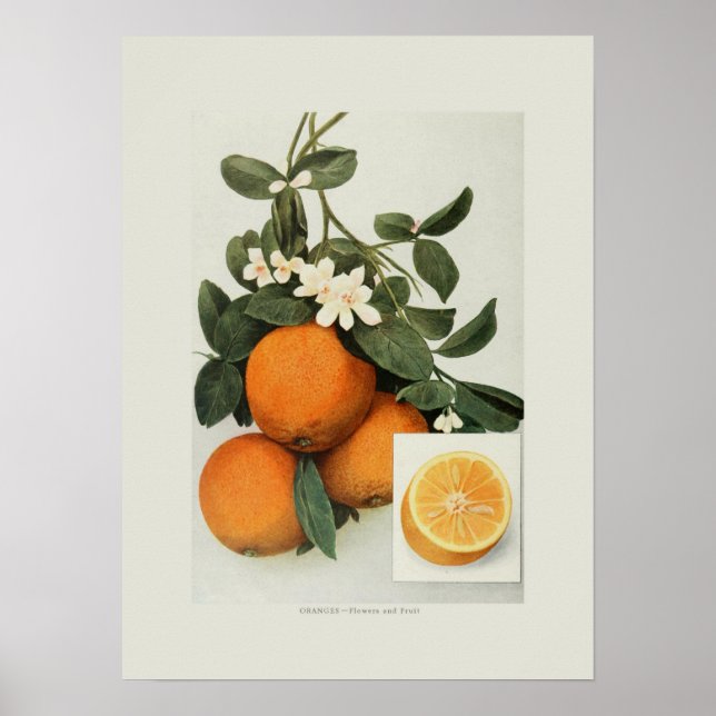 Poster Oranges (Devant)