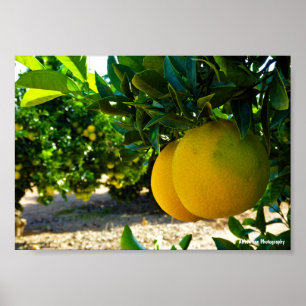 Poster Oranges dans la orangeraie de Valence