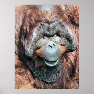 POSTER ORANGUTAN