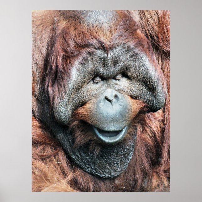 POSTER ORANGUTAN (Devant)