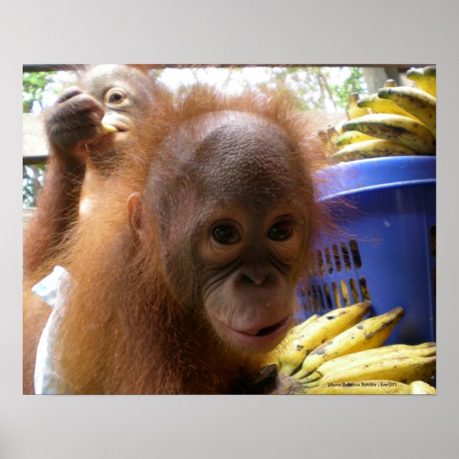 Poster Orangutan Baby (Devant)