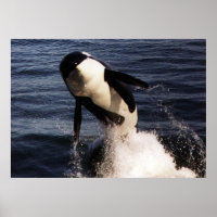 Orca