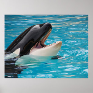 Poster Orca, Baleine tueuse