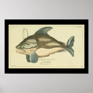 Poster Orca, Baleine tueuse Vintage Imprimer